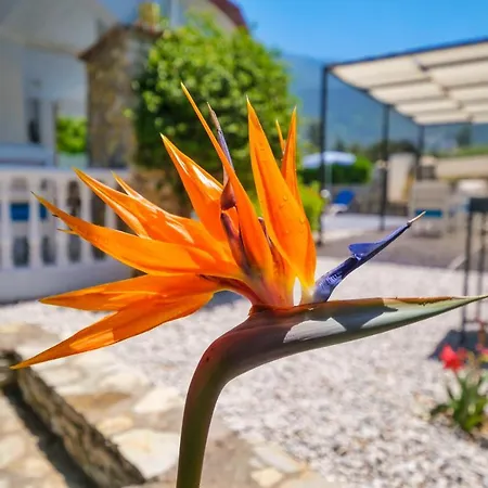 Villa Tatil Premium Baron *